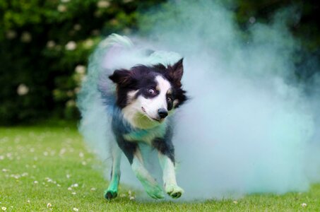 British sheepdog running dog collie photo