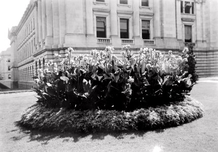 1928 (pre) Bureau of Plant Industry Scrapbook Files USDA Research NAL 11.4 (132)