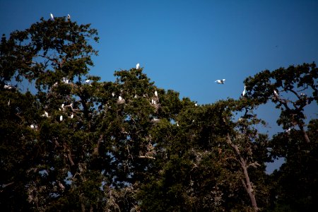 Rookery photo