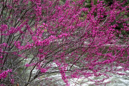 Merced Wild and Scenic River