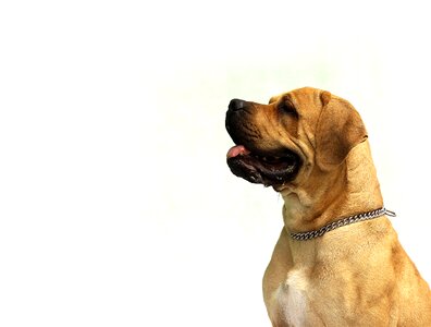 Winter background breed