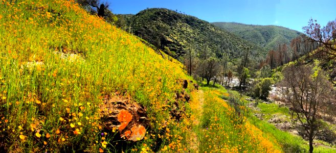 April 2018 Super Bloom along North Fork Merced