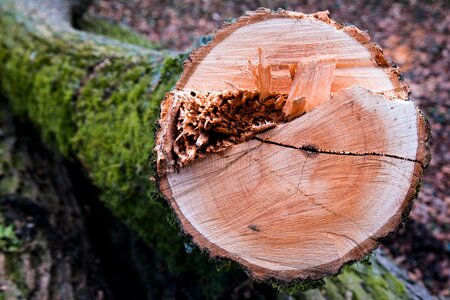 Tree annual rings cross section photo