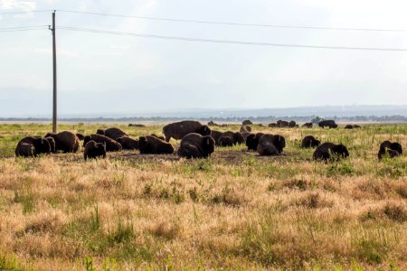 Bison at Rocky Mountain Arsenal National Wildlife Refuge photo