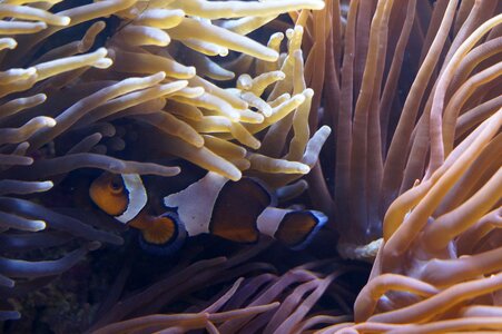 Aquarium sea creature photo