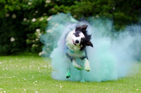 Running dog border british sheepdog photo
