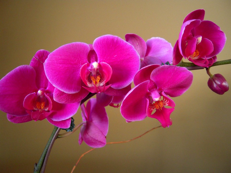 Wilhelmina - my new orchid