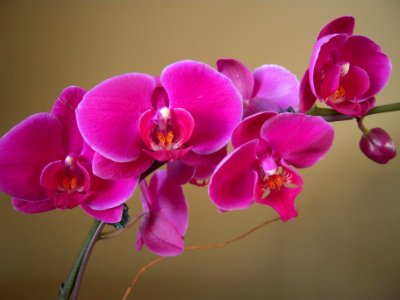 Wilhelmina - my new orchid