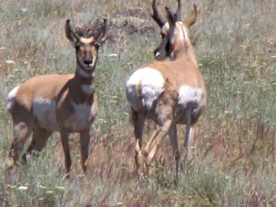 Surprise Valley Barrel Springs Back-Country Byway