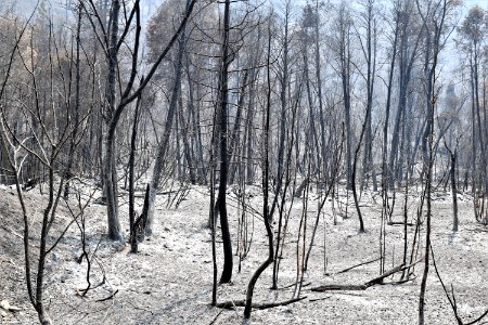 2018 Carr Fire