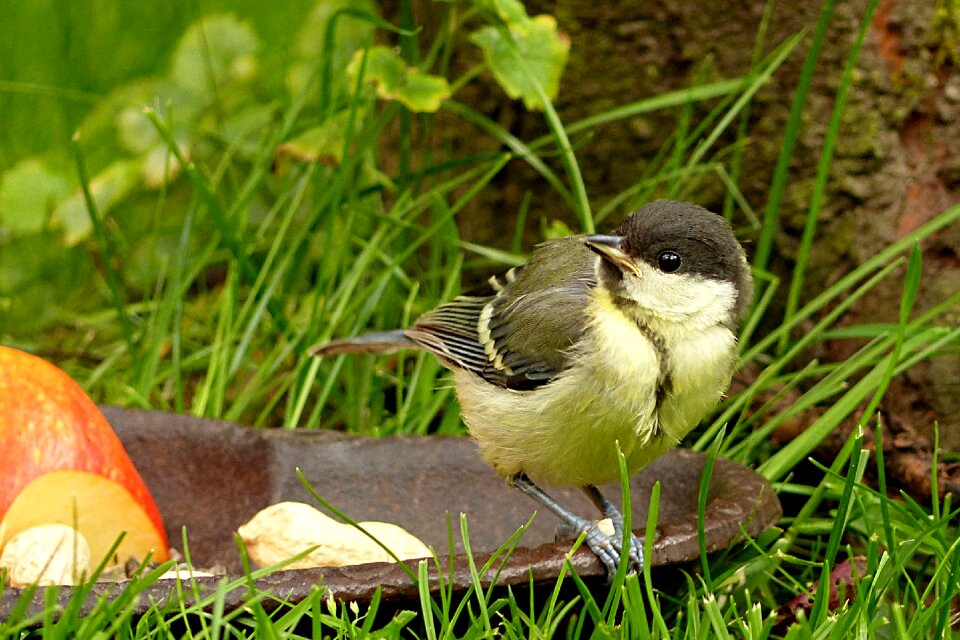 Parus major young foraging