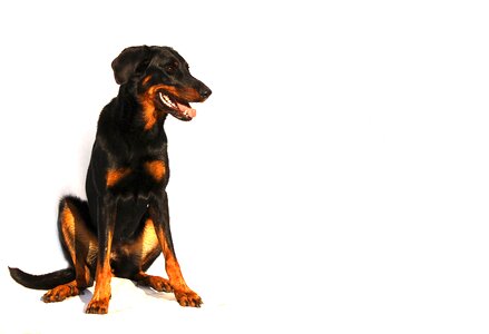 Animal breed background