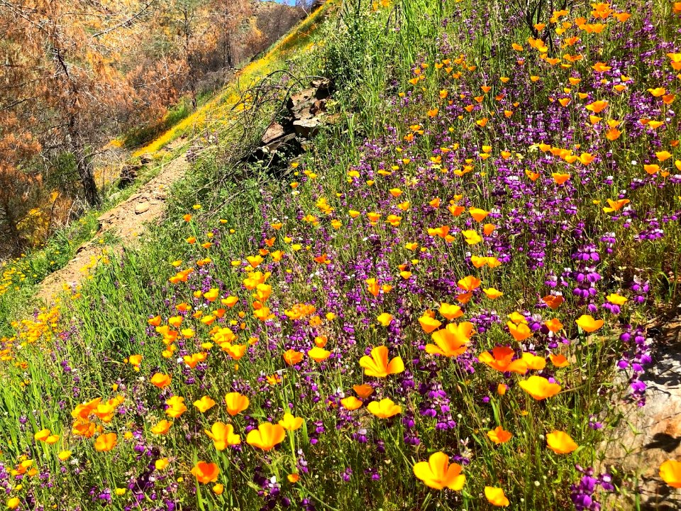 April 2018 Super Bloom along North Fork Merced