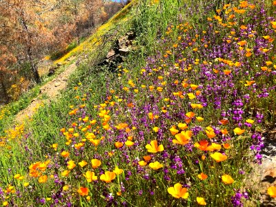 April 2018 Super Bloom along North Fork Merced