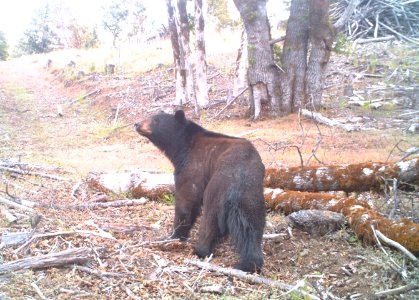 Bear in Arcata Field Office