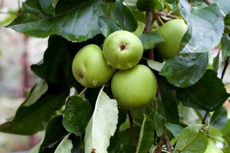Clumps of Apples photo