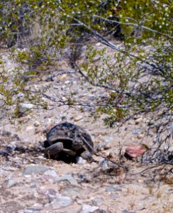 Desert Tortoise from the Mojave Desert photo