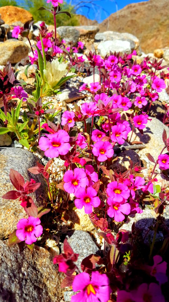 Flowers West Desert, El Centro Field Office