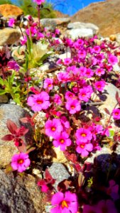 Flowers West Desert, El Centro Field Office