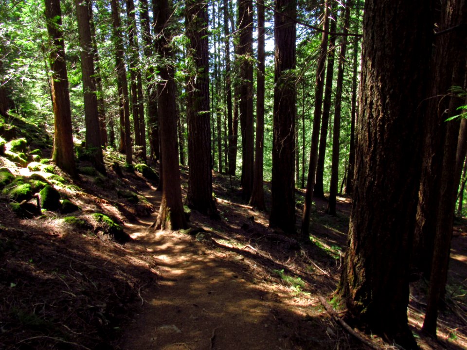 Panther Creek Falls Trail in WA
