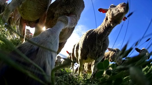 Flocking Back to the Hills of Cronan Ranch