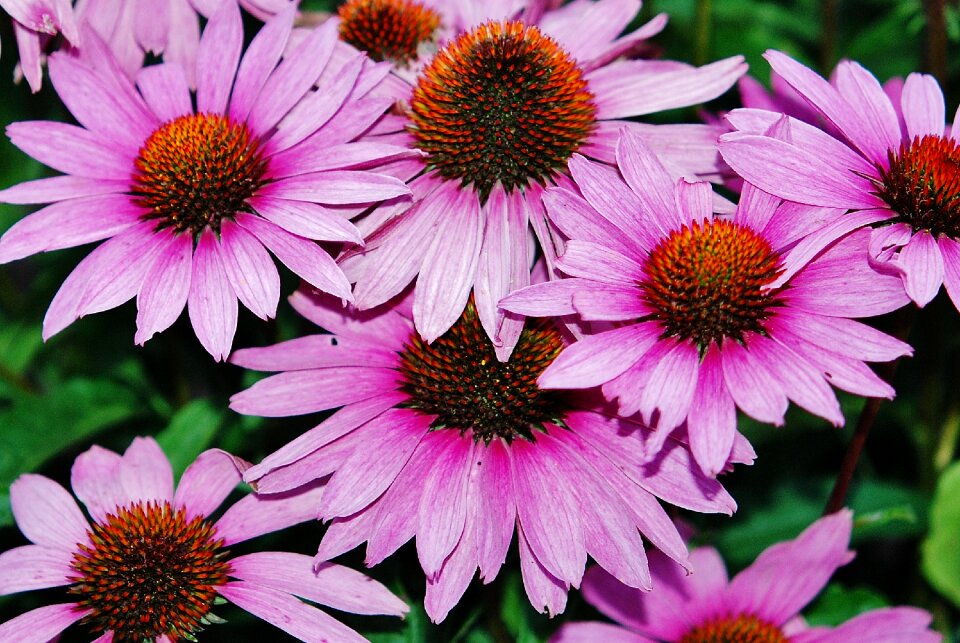 Floral plant bouquet