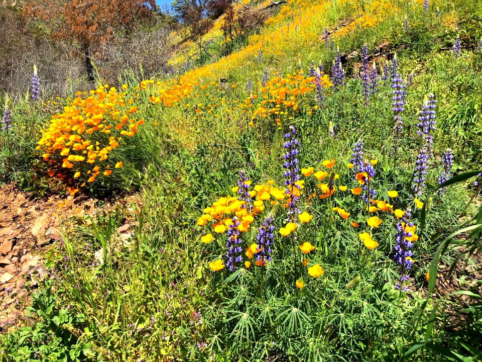 April 2018 Super Bloom along North Fork Merced
