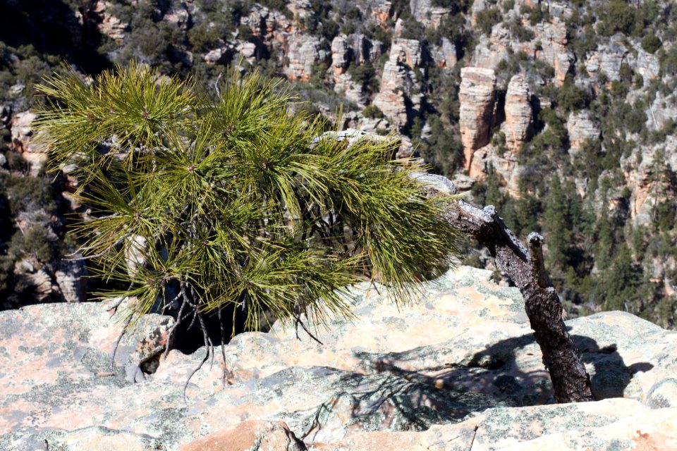 Lone Bent Tree in Rick on Cliff Seeks Home on Motivational Poster