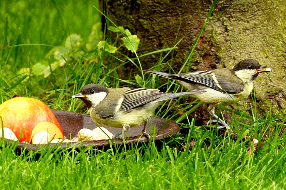 Parus major young foraging