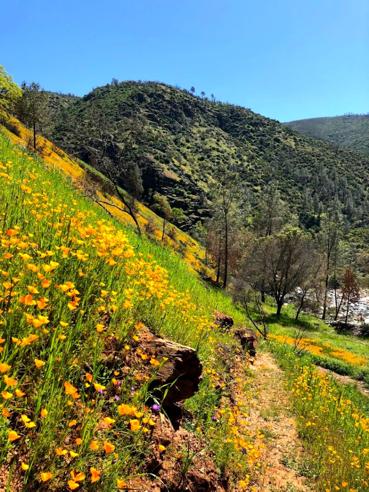 April 2018 Super Bloom along North Fork Merced