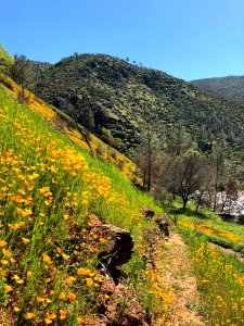 April 2018 Super Bloom along North Fork Merced