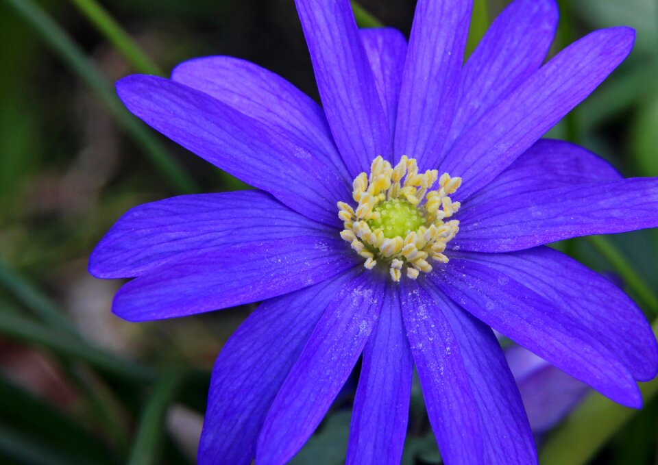 Stamens crete nature