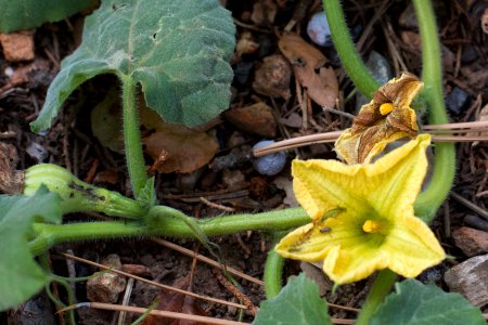 Too Little, Too Late Mr Squash