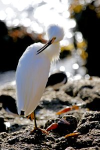 Snowy Egret photo