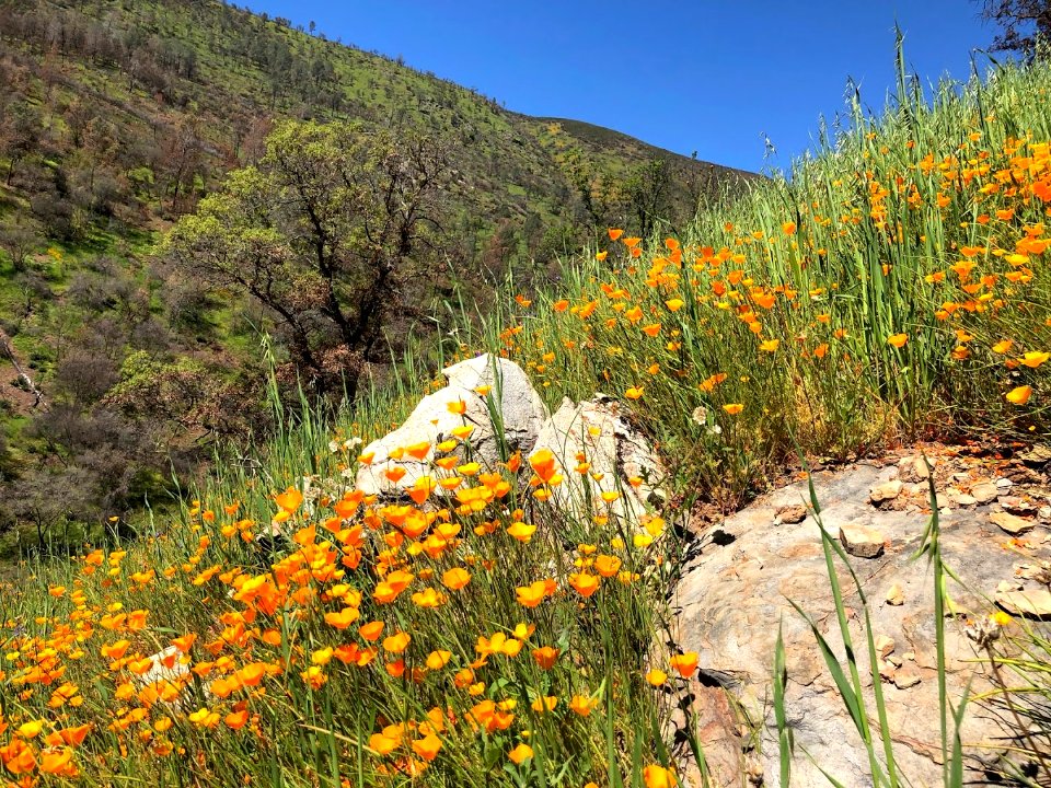 April 2018 Super Bloom along North Fork Merced