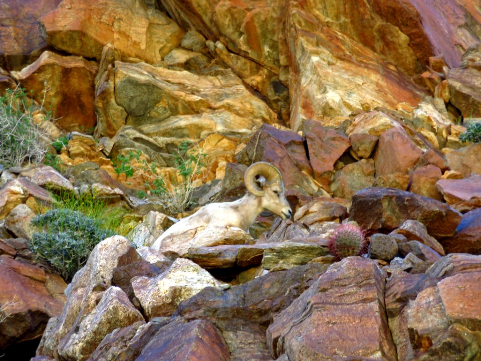 Bighorn Sheep Ram at Anza-Borrego Desert SP photo