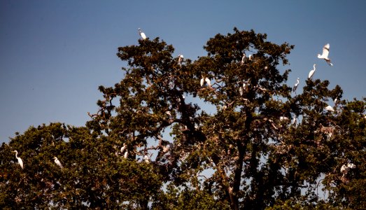 Rookery photo