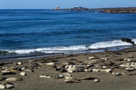 Northern Elephant Seals