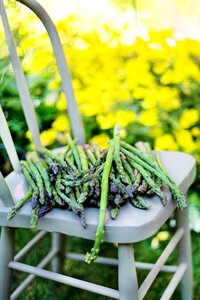 Vegetables green organic