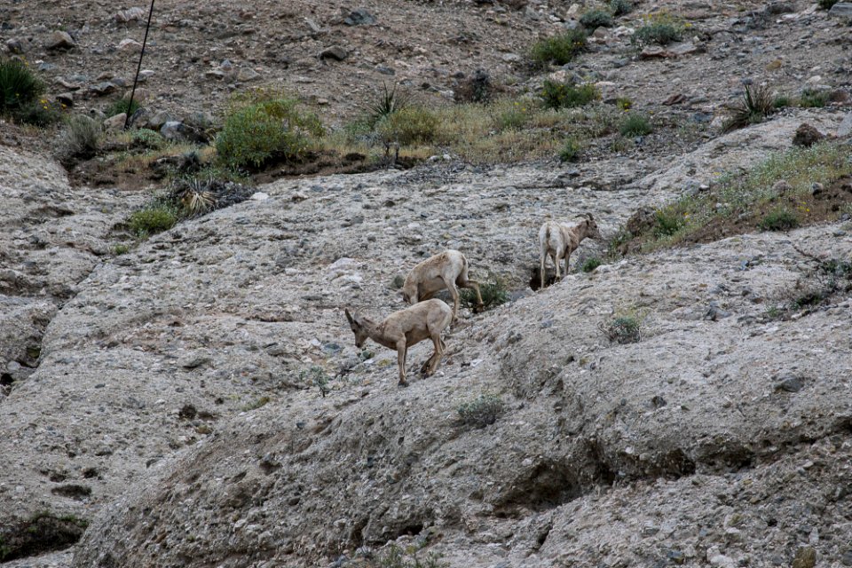 Pacific Crest Trail photo