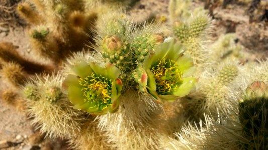 Wildflower in the BLM Ridgecrest Field Office