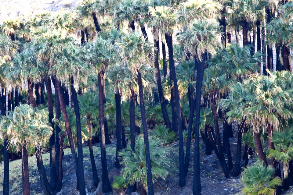 Coachella Valley Preserve System photo