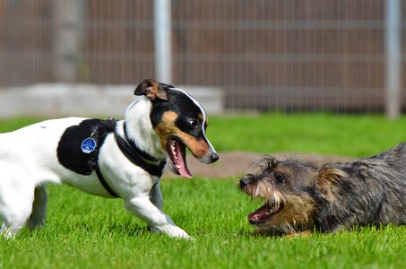 Hybrid young dogs raging dogs photo