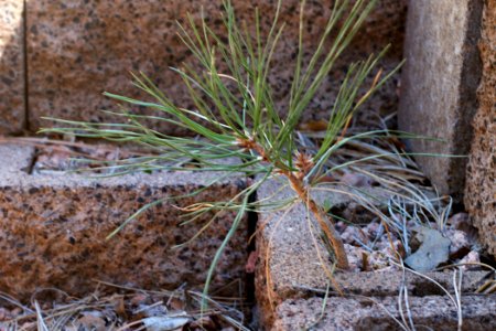 This Pine Tree May Have a Problem in Fifty Years...