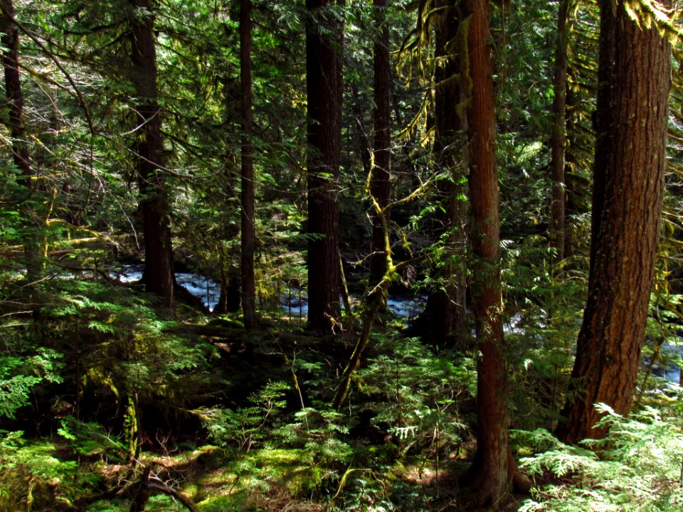 Falls Creek Falls Trail in WA