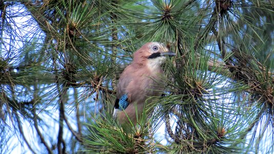 Nature pine tree animal