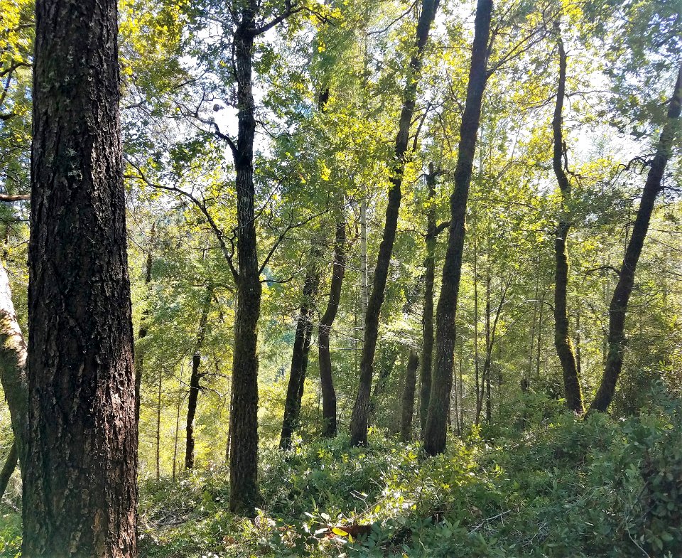 Thinned Forest