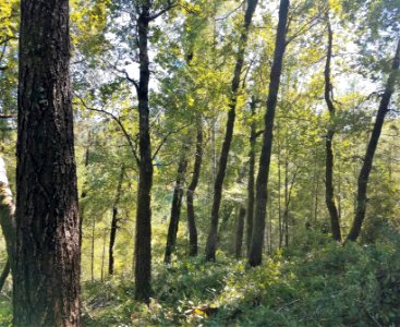 Thinned Forest photo