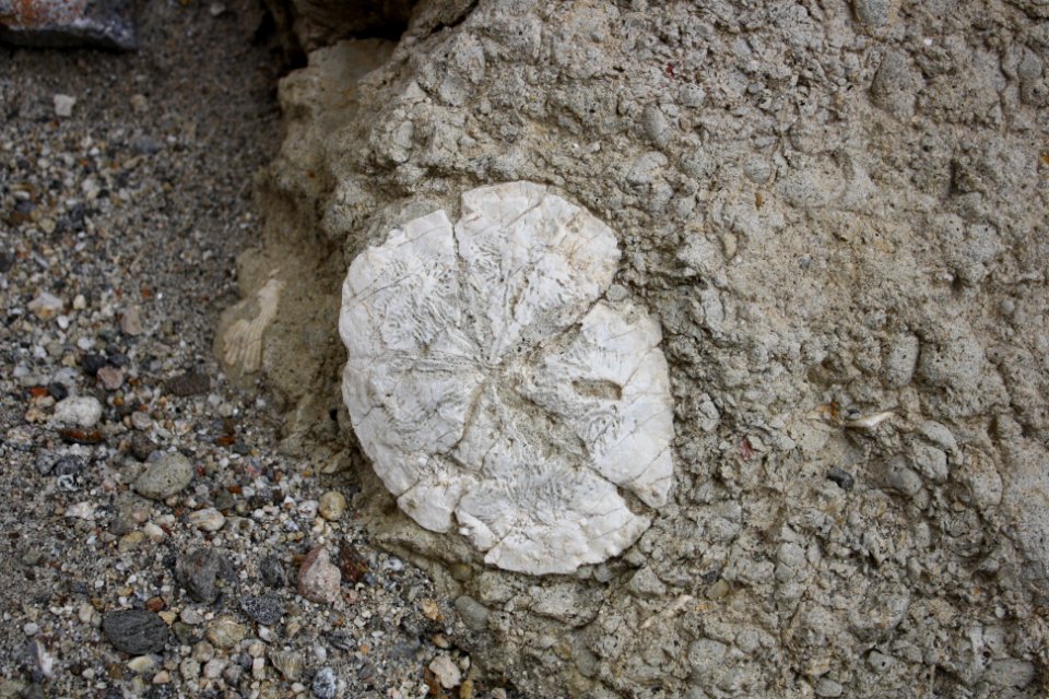 Fossilized Sand Dollar in El Centro Field Office