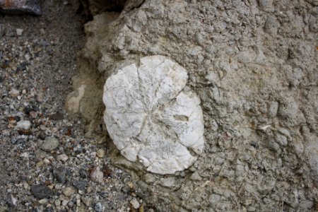 Fossilized Sand Dollar in El Centro Field Office